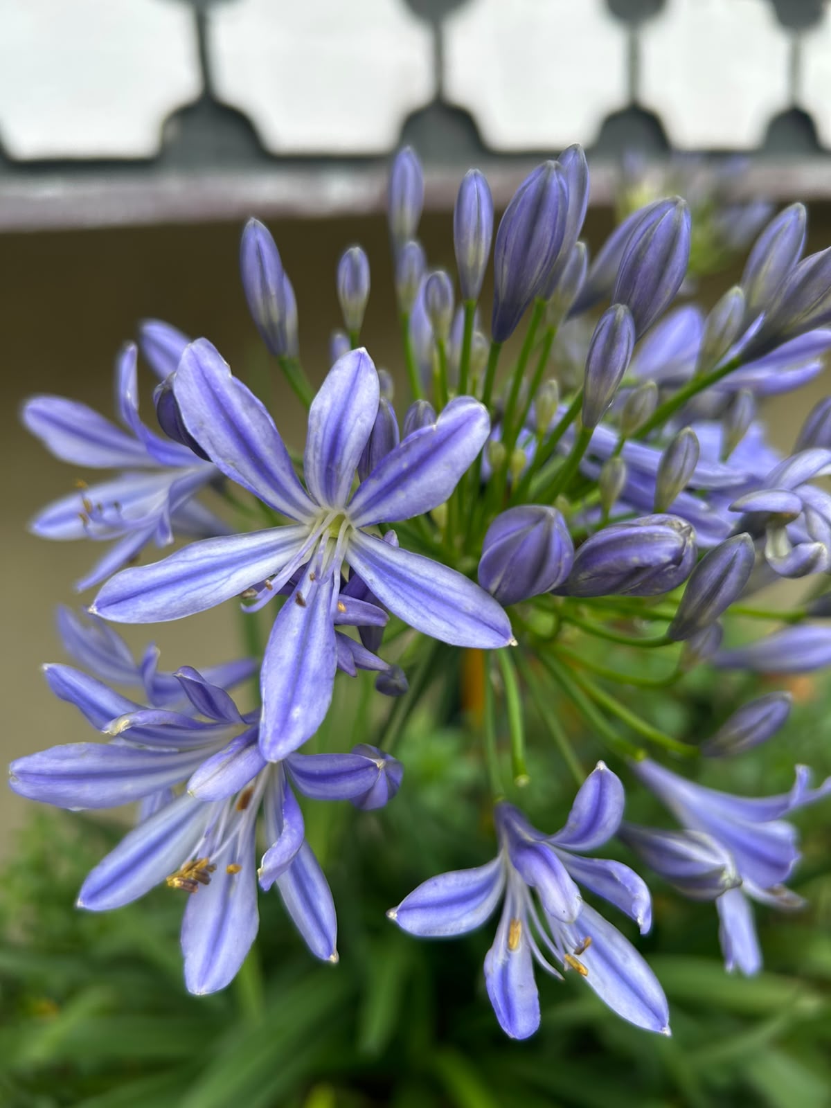 Agapanthus